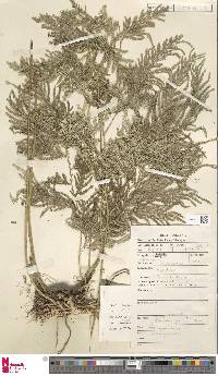 Selaginella lyallii image