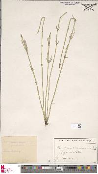 Equisetum ramosissimum subsp. ramosissimum image