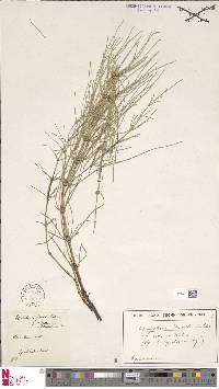 Equisetum x litorale image