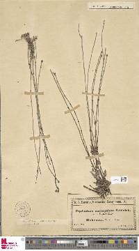 Image of Equisetum x meridionale