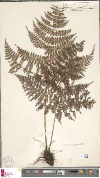 Dryopteris nodosa image