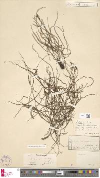 Actinostachys inopinata image