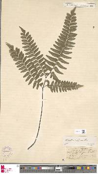 Adiantum latifolium image