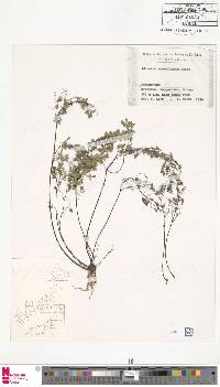 Adiantum monochlamys image