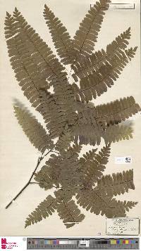 Adiantum polyphyllum image