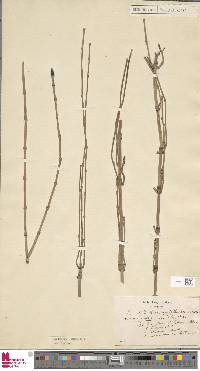 Equisetum ramosissimum subsp. debile image