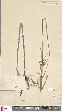 Image of Equisetum giganteum