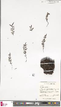 Tmesipteris lanceolata image