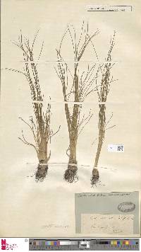 Isoetes longissima subsp. intermedia image