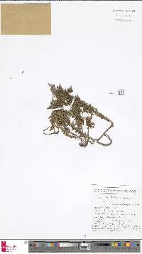 Tmesipteris vieillardii image