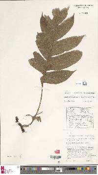 Aglaomorpha parkinsonii image