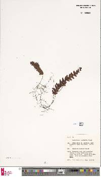 Hymenophyllum humatoides image