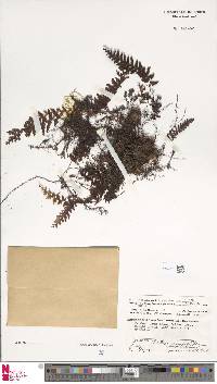 Hymenophyllum fuscum image