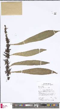 Polytaenium citrifolium image