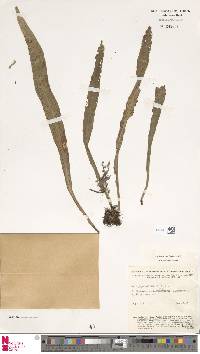 Image of Antrophyum smithii