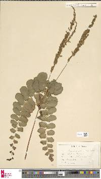 Image of Anemia rotundifolia