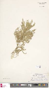 Selaginella frondosa image