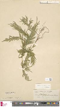 Selaginella delicatula image