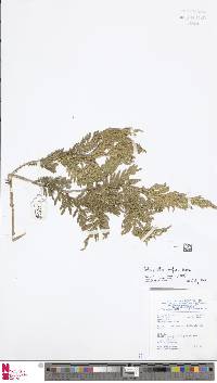 Selaginella engleri image