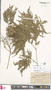 Selaginella engleri image