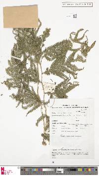 Selaginella argentea image