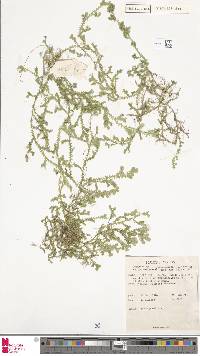 Selaginella ornithopodioides image