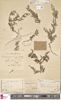 Image of Selaginella brachyblepharis