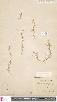 Selaginella alutacea image