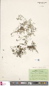 Selaginella amblyphylla image