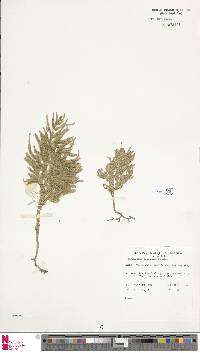 Image of Selaginella browneana