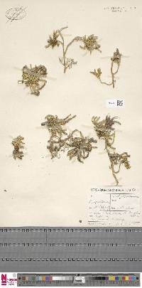 Image of Austrolycopodium fastigiatum