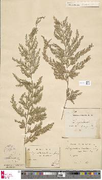 Selaginella involvens image