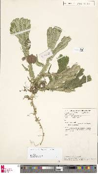 Selaginella alopecuroides image