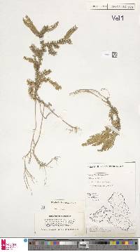 Selaginella bluuensis image