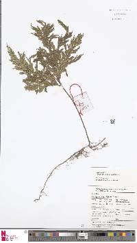 Selaginella involvens image