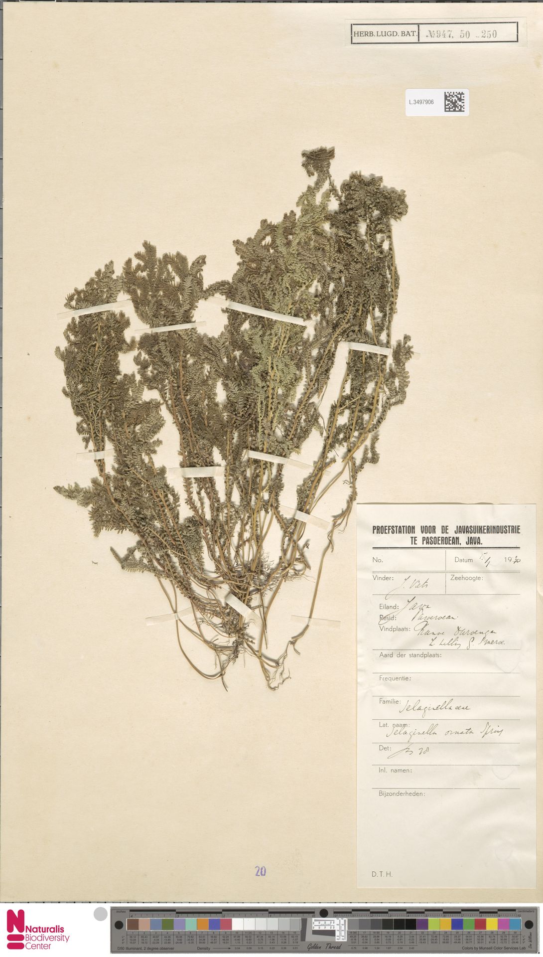 Selaginella ornata image