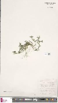 Image of Selaginella australiensis