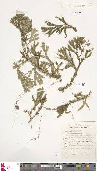 Selaginella atroviridis image