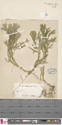 Selaginella atroviridis image