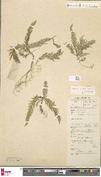 Image of Selaginella axillifolia
