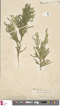 Selaginella megastachya image