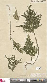 Selaginella menziesii image