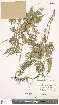 Selaginella plana image