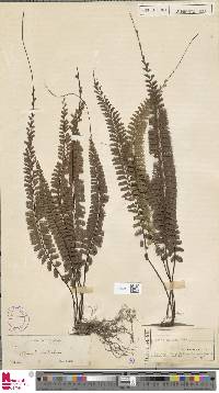 Adiantum caudatum image