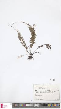 Adiantum caudatum image