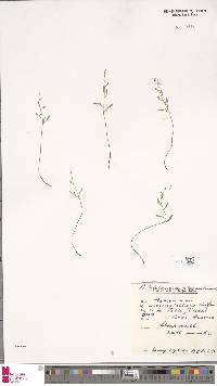 Image of Asplenium alternifolium