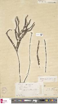 Adiantum serrato-dentatum image