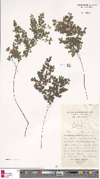 Adiantum raddianum image