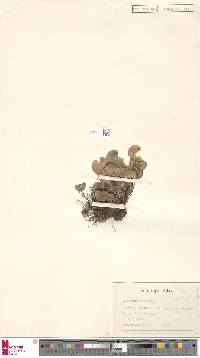 Adiantum reniforme image