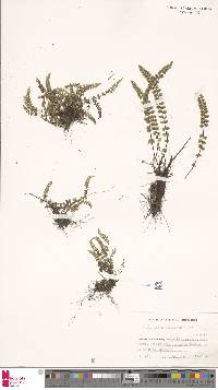 Asplenium adulterinum image